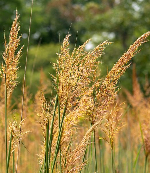 Sorghastrum nutans